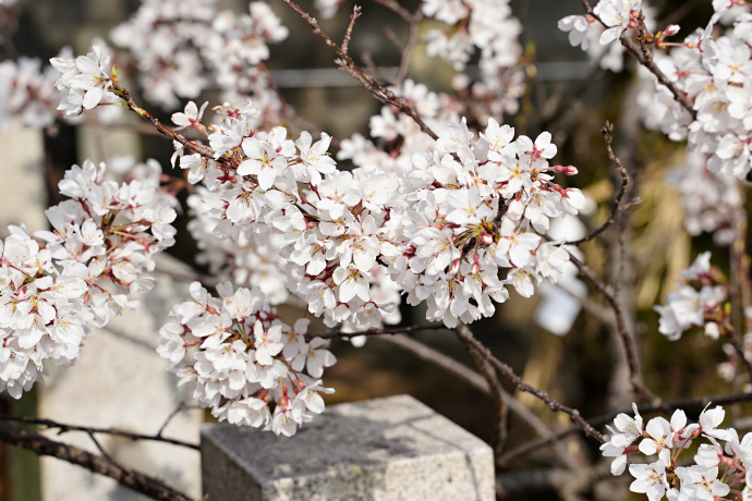 信長公弓掛桜