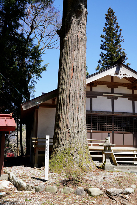 大垣内のスギ