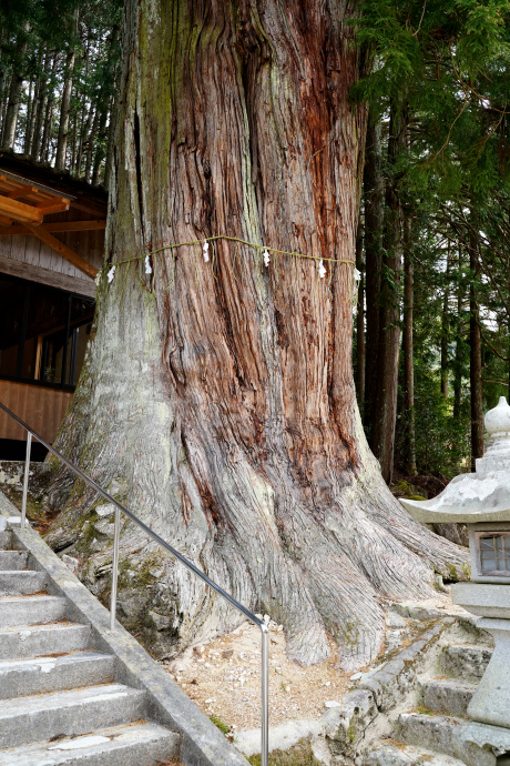 大森神社の大スギ