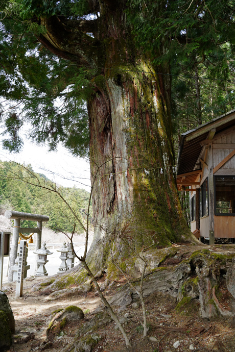 大森神社の大スギ