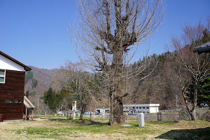 蓮徳寺イチョウ