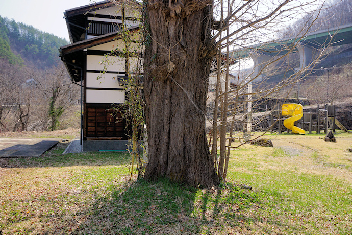 蓮徳寺イチョウ