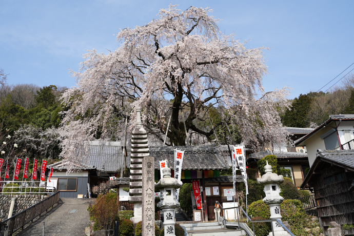 林陽寺のしだれ桜