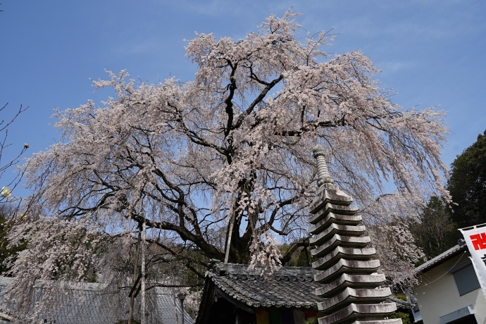 林陽寺のしだれ桜