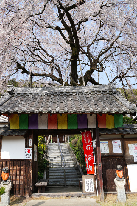 林陽寺のしだれ桜