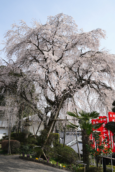 林陽寺のしだれ桜