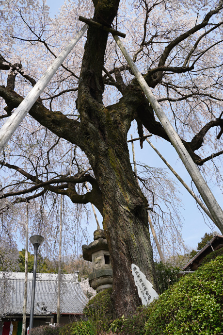 林陽寺のしだれ桜