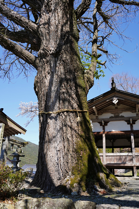 六所神社のイチョウ