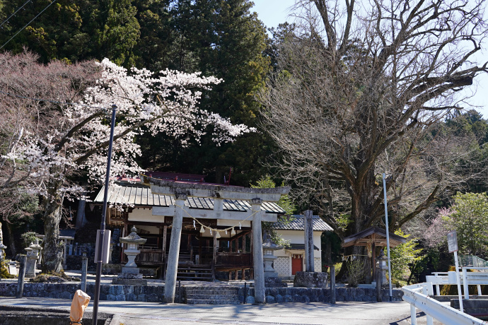 六所神社拝殿とイチョウ