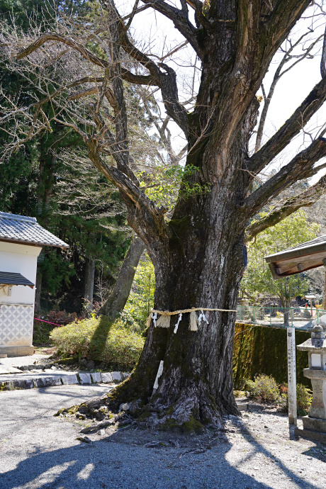 六所神社のイチョウ