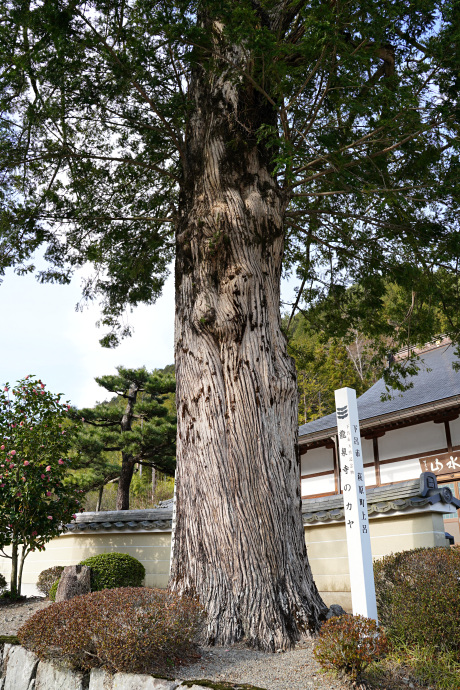 龍泉寺のカヤ