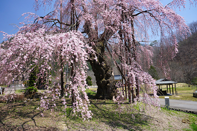 西光寺の枝垂れ桜