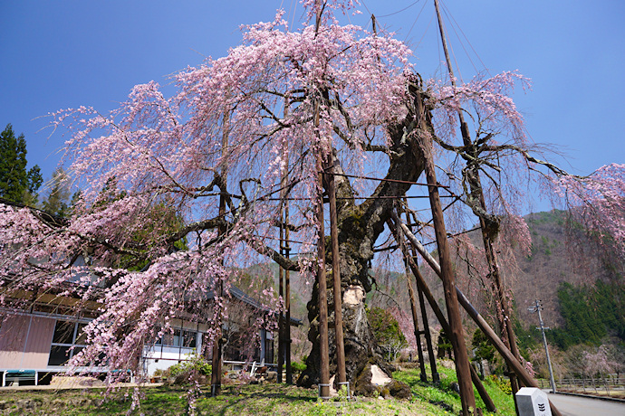 西光寺の枝垂れ桜