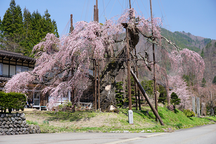 西光寺の枝垂れ桜