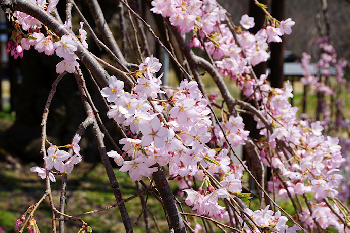 西光寺の枝垂れ桜