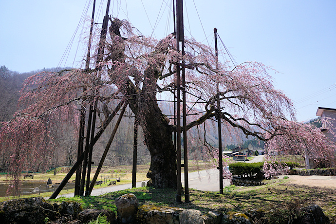 西光寺の枝垂れ桜