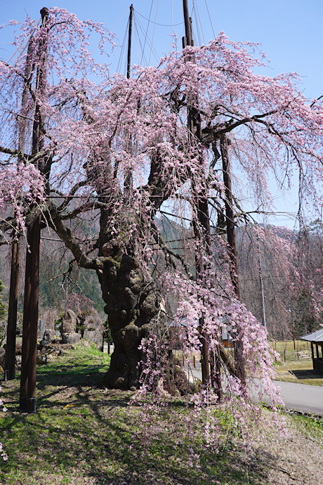 西光寺の枝垂れ桜