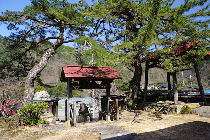 西教寺の夫婦松