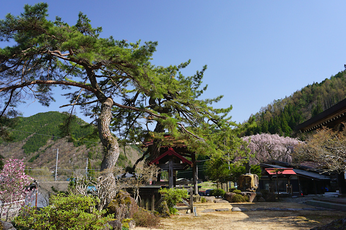 西教寺の夫婦松