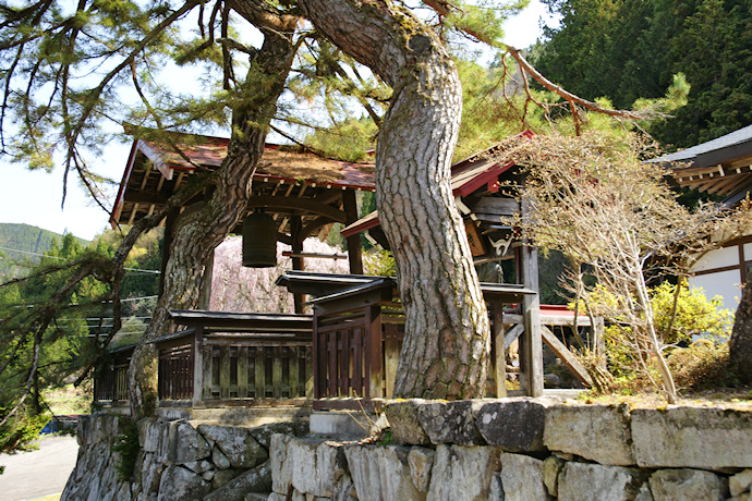 西教寺の夫婦松・赤松