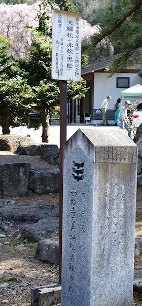 西教寺の夫婦松　説明板