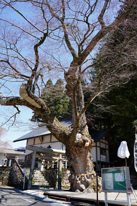 坂下のケヤキ