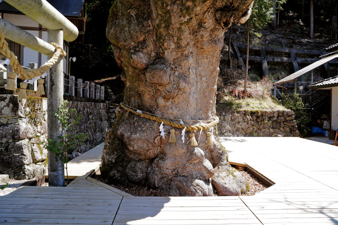 坂下のケヤキ