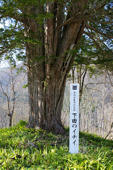 下田のイチイ