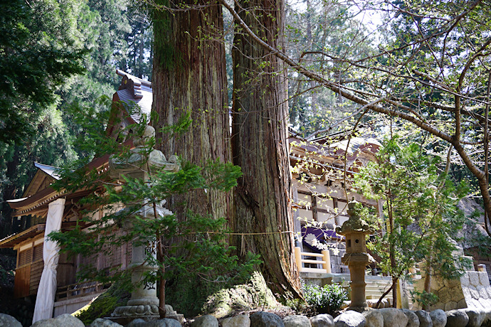 白川八幡神社のスギ