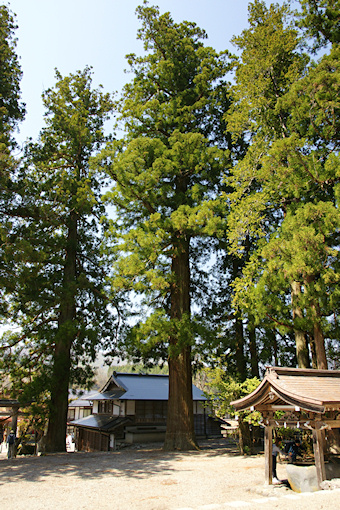 白川八幡神社境内のスギ