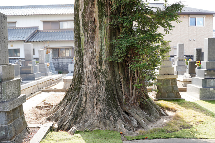 正法寺境内カヤの木