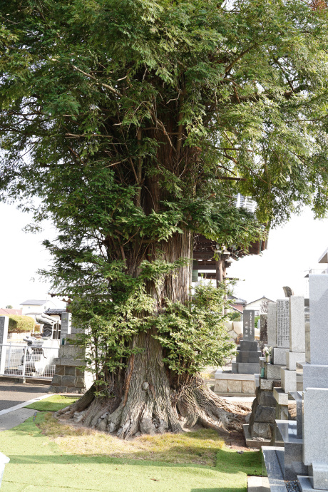 正法寺境内カヤの木