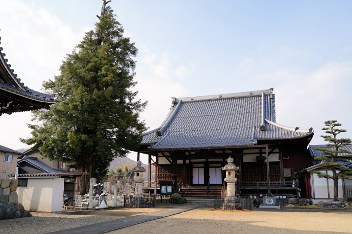 正法寺境内カヤの木