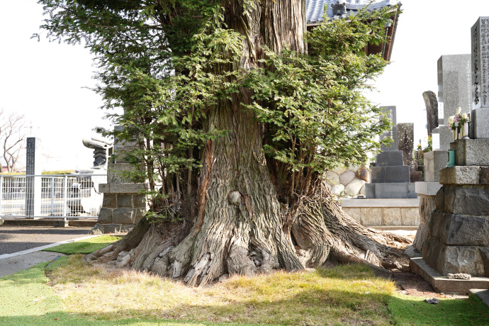 正法寺境内カヤの木