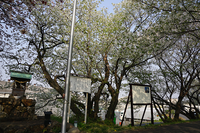 高桑星桜（原木）