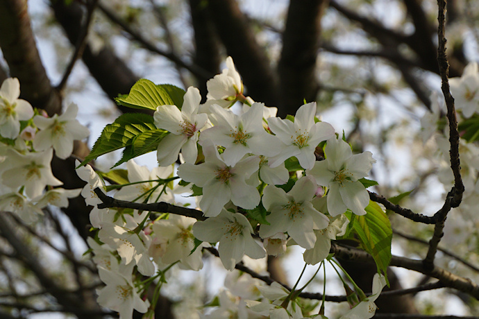 高桑星桜