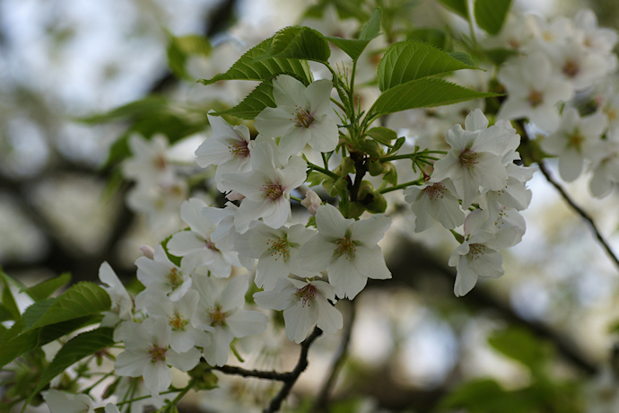 高桑星桜