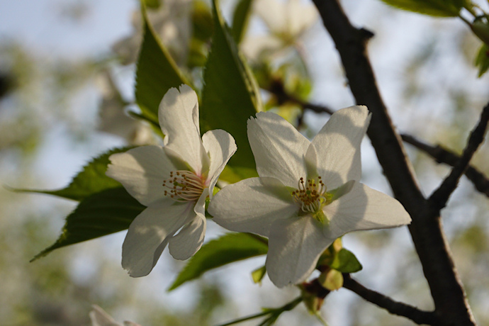 高桑星桜