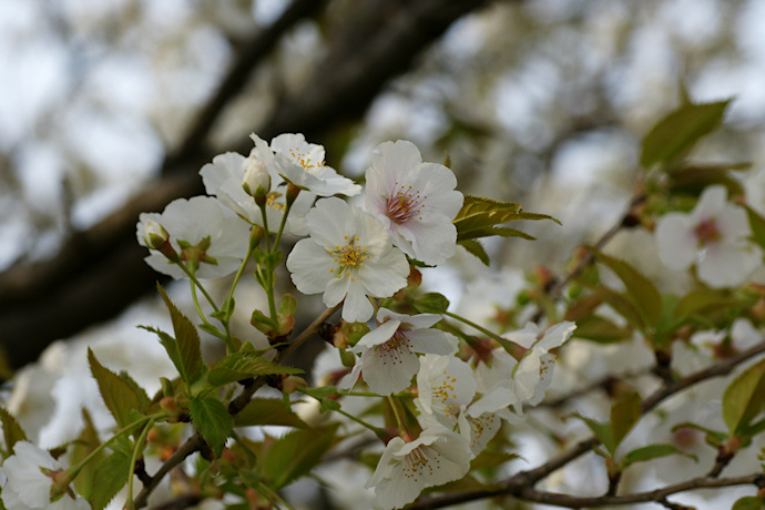 高桑明月桜