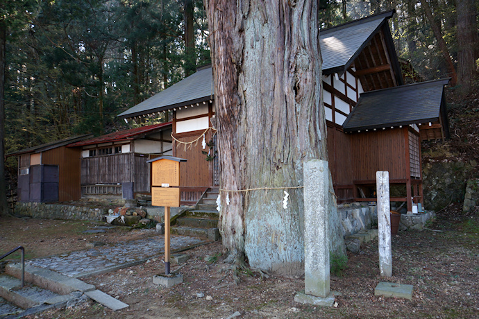 高山神明神社の大スギ