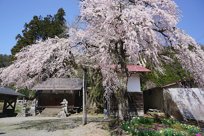 立岩神社の枝垂れ桜