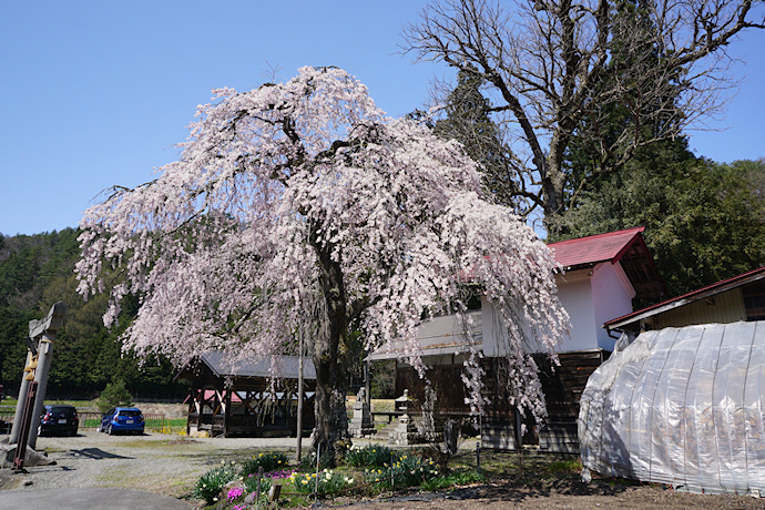 立岩神社の枝垂れ桜