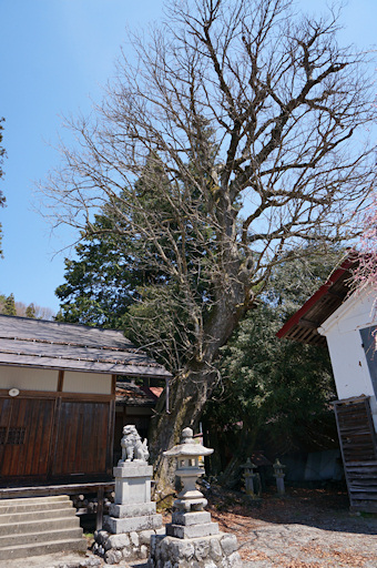 立岩神社のトチノキ