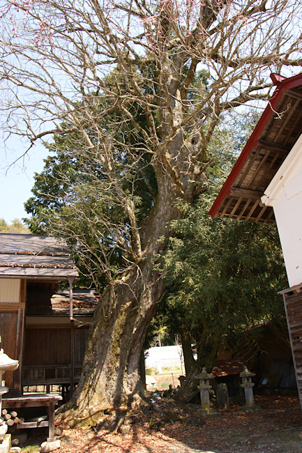 立岩神社のトチノキ