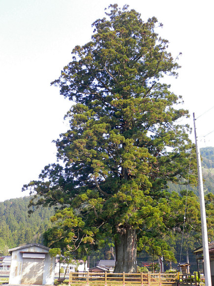 戸隠神社の一本杉