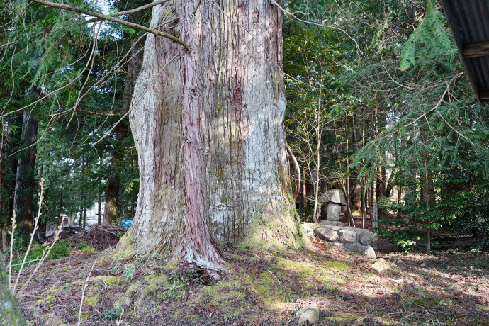 付知水無神社のスギ