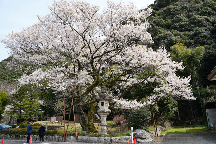 鵜飼桜