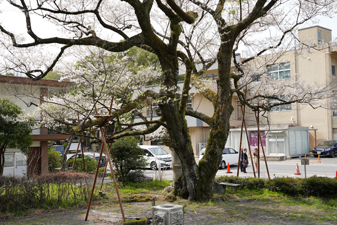 鵜飼桜