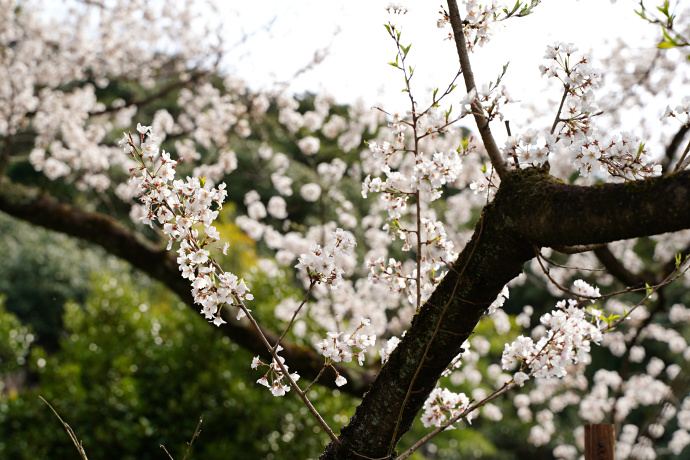鵜飼桜の花