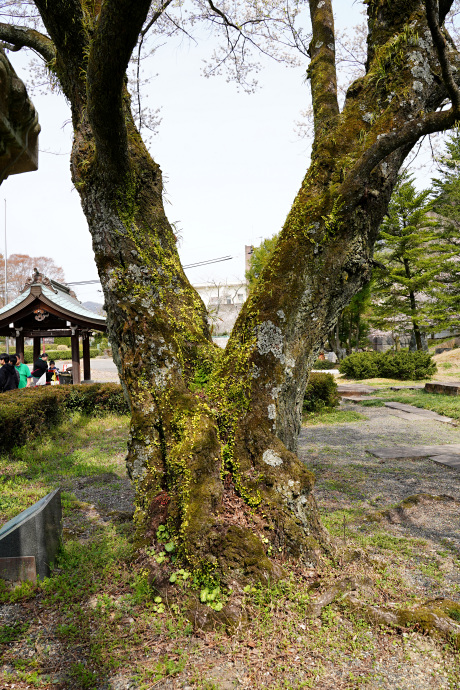 鵜飼桜